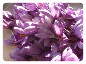 fleurs de safran coupées